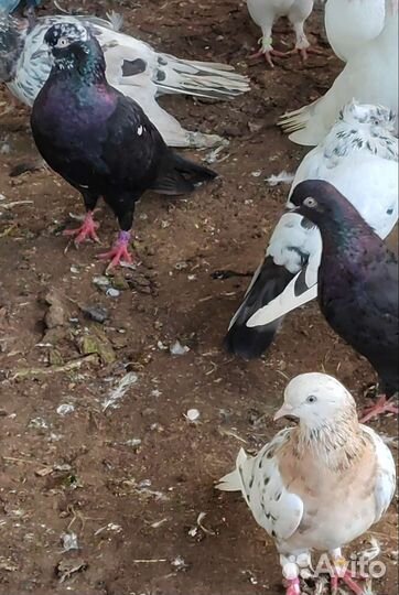 Продажа бакинских голубей