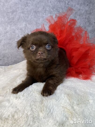 Шоколадная девочка