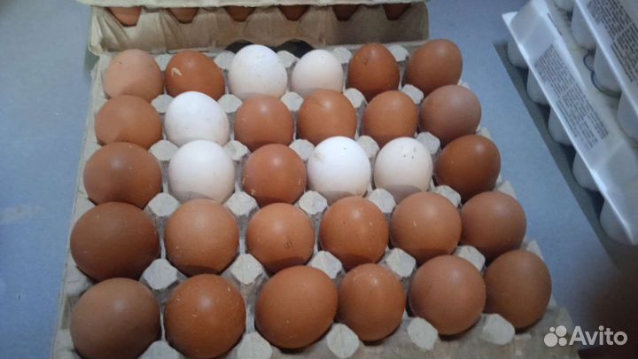 Куры домашние