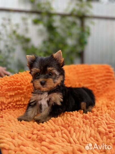 Йоркширский терьер девочка