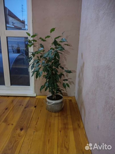 Фикус бенджамина