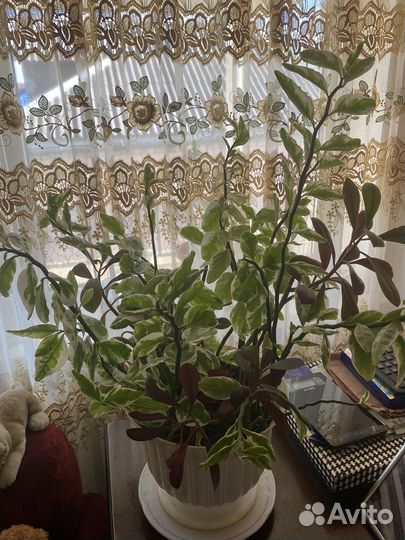 Педилантус