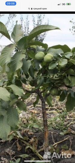 Грецкий орех, семена и саженцы обычные и крупные