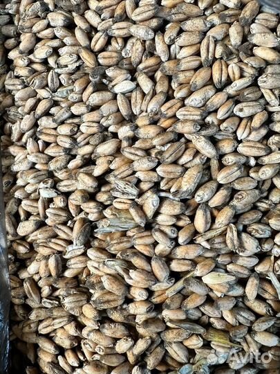 Зерно пшеница