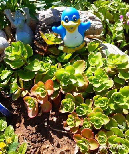 Очитки седумы разные (отправлю)