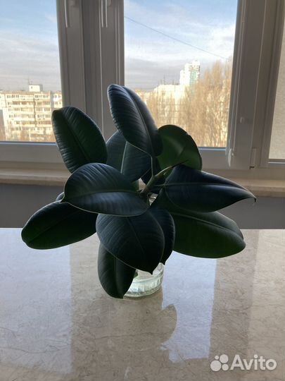 Продаю фиалку, фикус