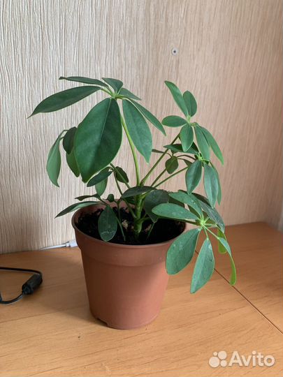 Шефлеры растения