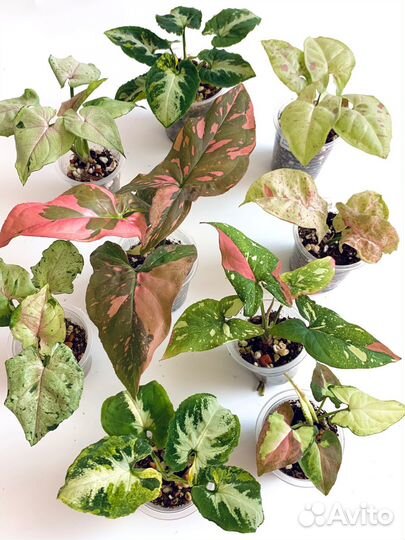 Сингониумы