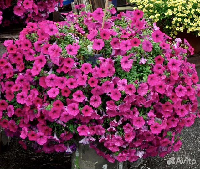 Петуния ампельная каскадная Тайдал Ред,Сильвер