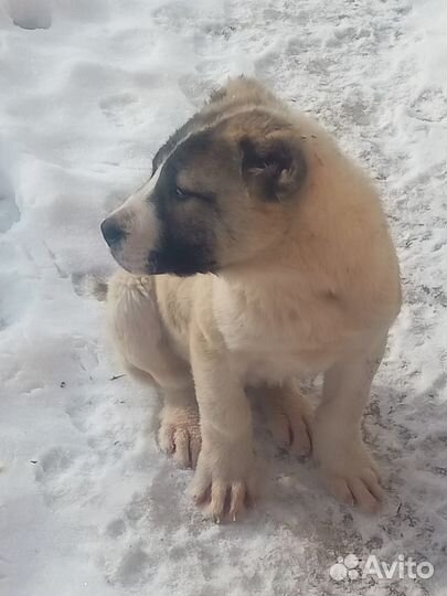 Собака алабайчики