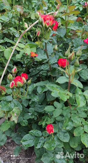 Саженцы роз