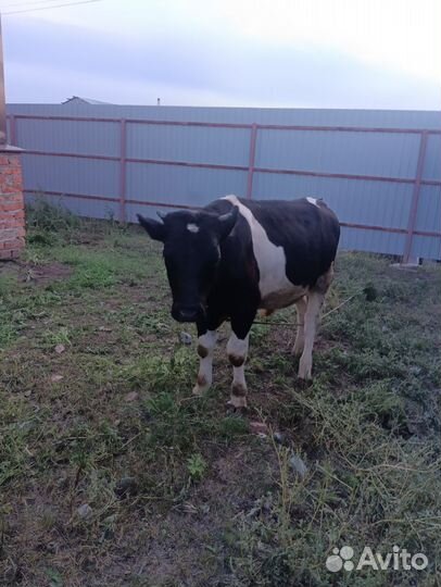 Телята бычки