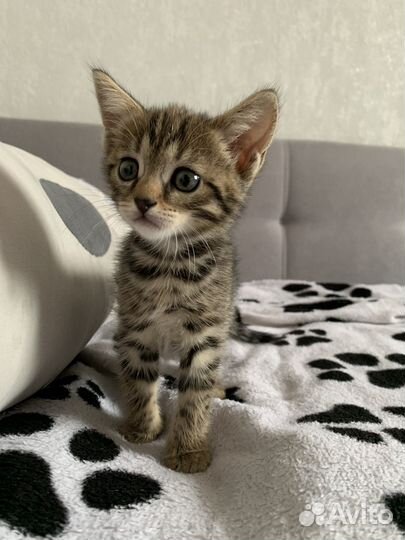 Котенок девочка