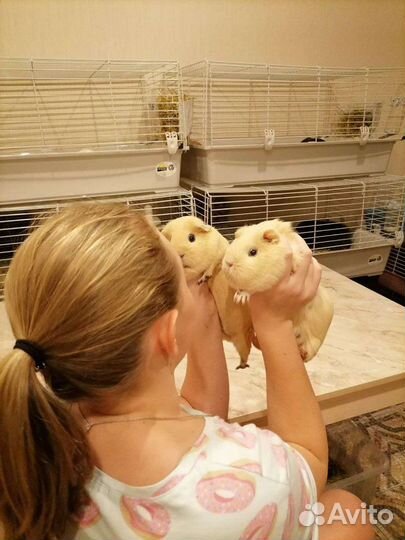 Морские свинки породистые