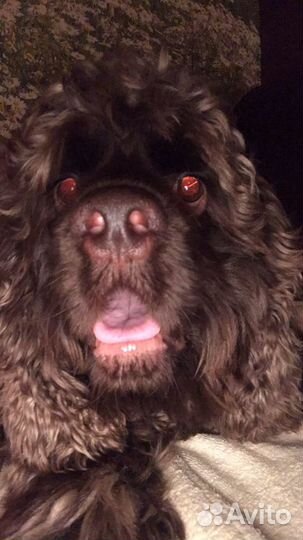 Кокер спаниель