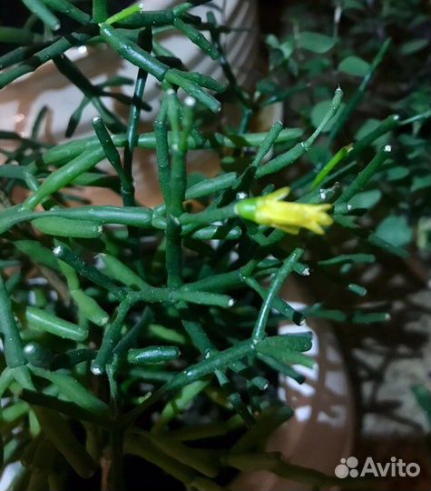 Рипсалис Барчела / Суккулент / Хатиора