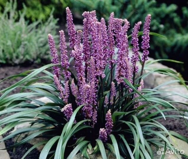 Лериопе растения