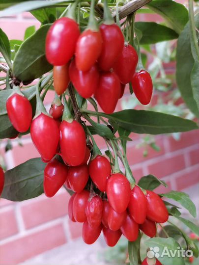 Катальпа,Бундук,Годжи,Спирея,Гортензия