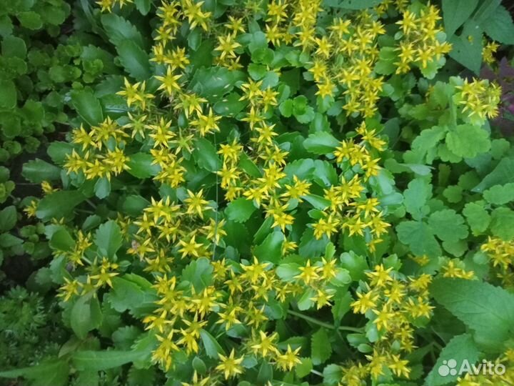 Многолетники