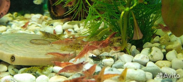 Креветки и гуппи - мальки,мальки сома анциструса