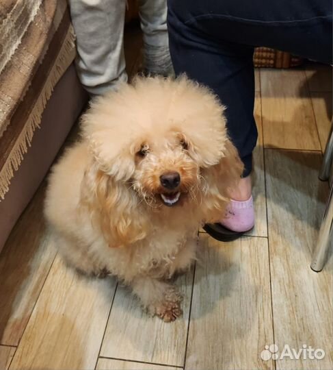 Грумминг собак