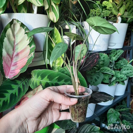 Алоказия silver perakensis