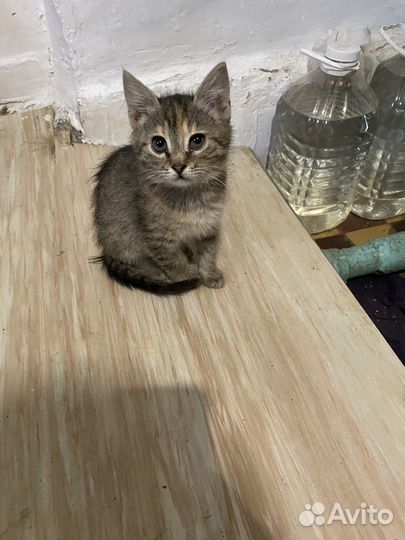 Котята в добрые руки бесплатно