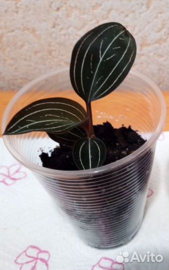 Орхидея Лудизия