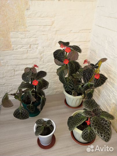 Цветы Декабрист и Эписция