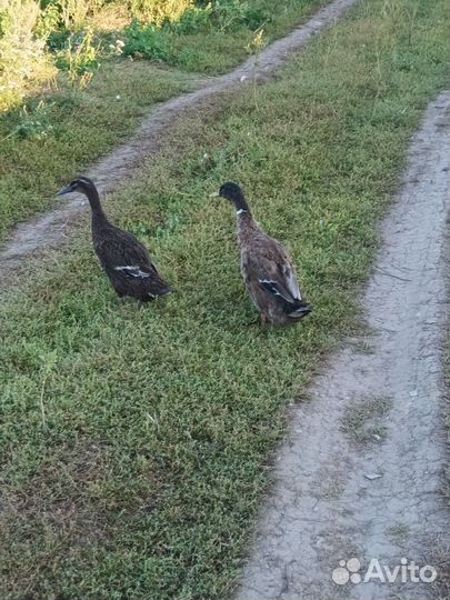 Инкубационное яйцо индийский бегунок