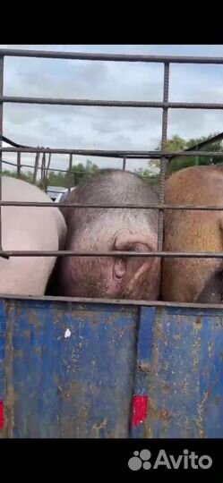 Свиньи живым весом оптом