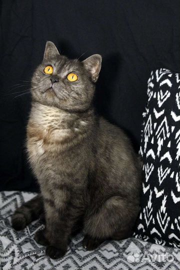 Морфеус в поиске апартаментов :)