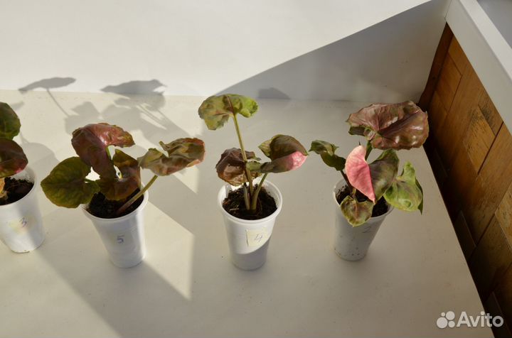 Сингониум Клубничный лёд