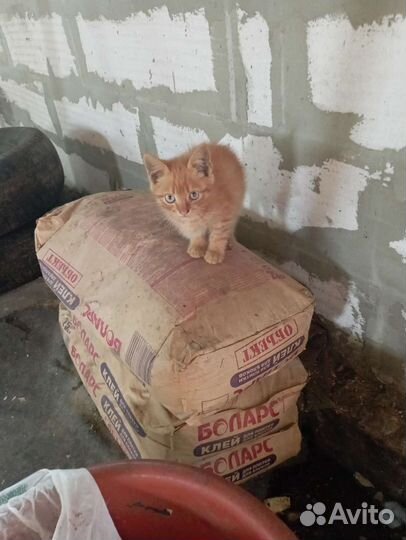 Отдам в добрые руки моих милашек