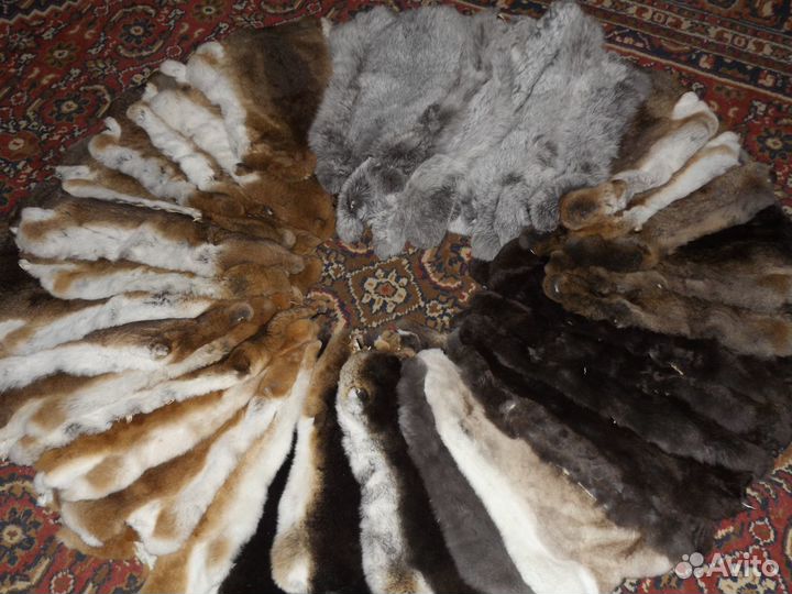 Шкурки кролика Reх (рекс)