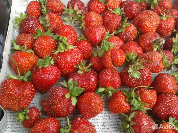 Канадская сортовая клубника