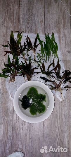 Аквариумные растения прополка