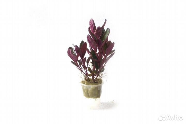 Хемеграфис экзотика