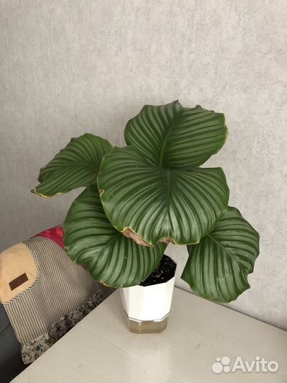 Калатея орбифолия