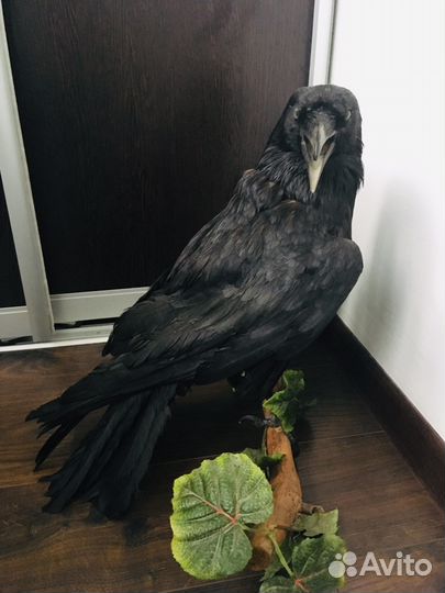 Чучело птиц