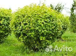 Пузыреплодник