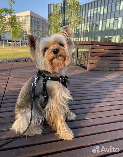 Вязка Йоркширской Терьер