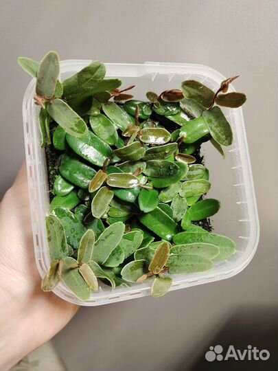 Marcgravia picta и sintenisii