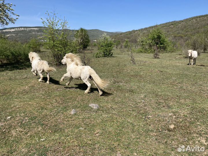 Продам пони