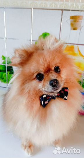 Померанский шпиц