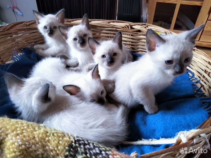 Тайские (сиамские) котята