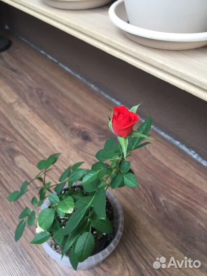 Комнатные растения