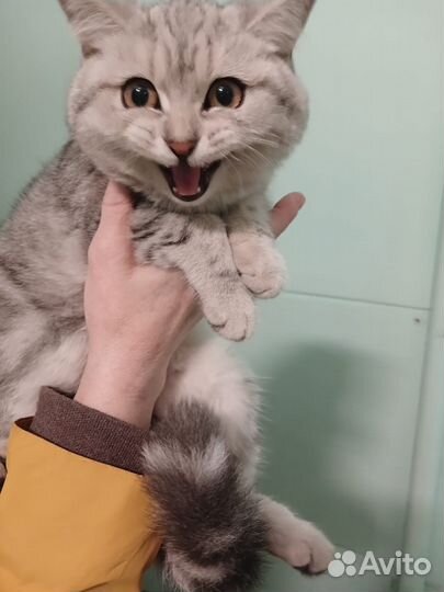 Кошка в добрые руки