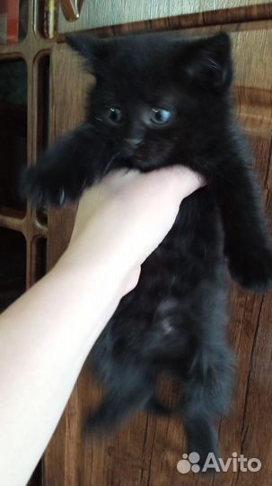 Кошка в дар бесплатно