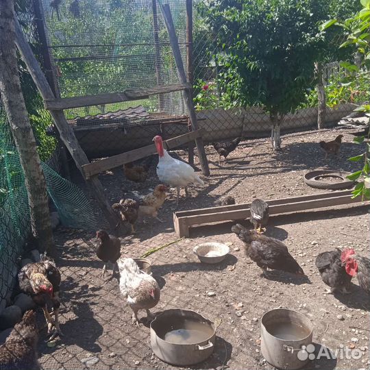 Домашние курочки